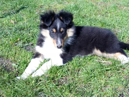 Owczarek szetlandzki (sheltie) suczka 6