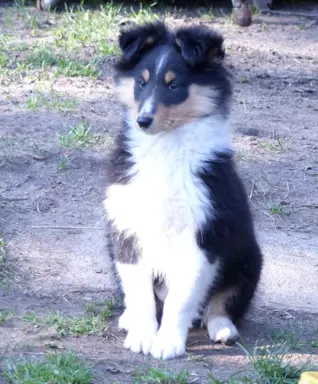 Owczarek szetlandzki (sheltie) suczka 1