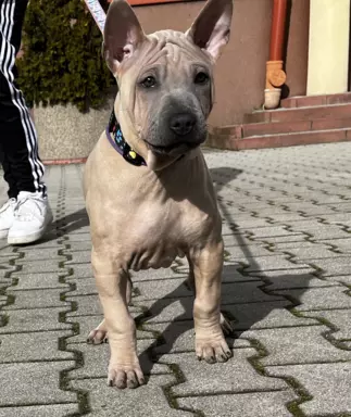 Piękne szczeniaczki Thai Ridgeback Dog 7