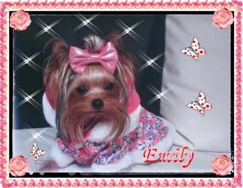 York, Yorkshire Terrier!Elitarne MICRO Cudeńko XXXS dla VIP! 3