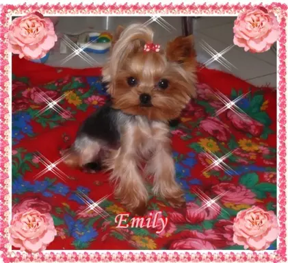 York, Yorkshire Terrier!Elitarne MICRO Cudeńko XXXS dla VIP! 4
