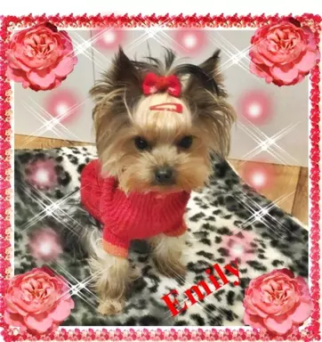 York, Yorkshire Terrier!Elitarne MICRO Cudeńko XXXS dla VIP! 1