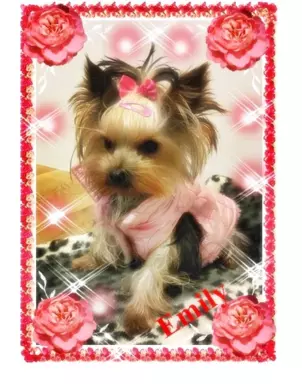 York, Yorkshire Terrier!Elitarne MICRO Cudeńko XXXS dla VIP! 2