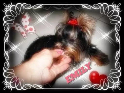 York, Yorkshire Terrier!Elitarne MICRO Cudeńko XXXS dla VIP! 5