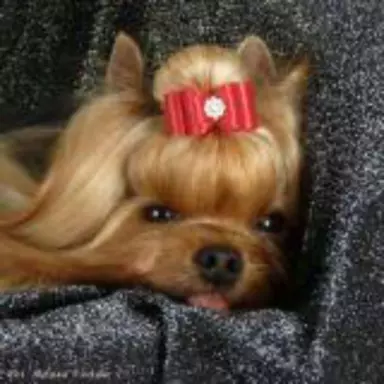 York, Yorkshire Terrier!Elitarne MICRO Cudeńko XXXS dla VIP! 6