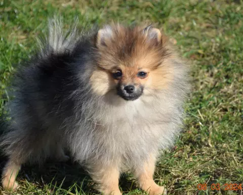 Szpic miniaturowy , pomeranian FCI, suczka. 1