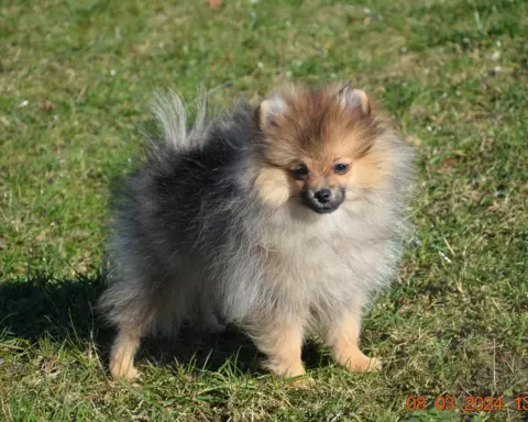 Szpic miniaturowy , pomeranian FCI, suczka. 3