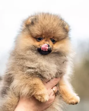 Szpic miniaturowy Pomeranian FCI 1