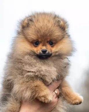 Szpic miniaturowy Pomeranian FCI 2