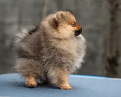 Szpic miniaturowy Pomeranian FCI 3