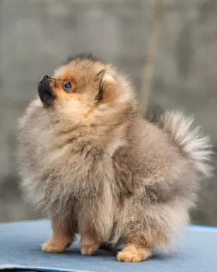 Szpic miniaturowy Pomeranian FCI 5