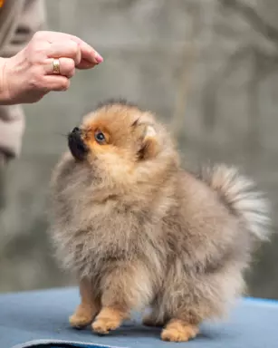 Szpic miniaturowy Pomeranian FCI 6