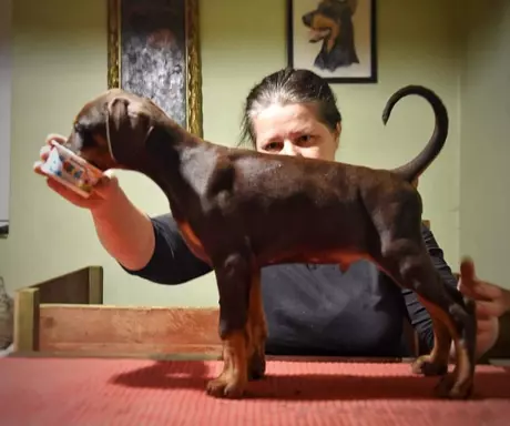 Doberman piękny piesek 1