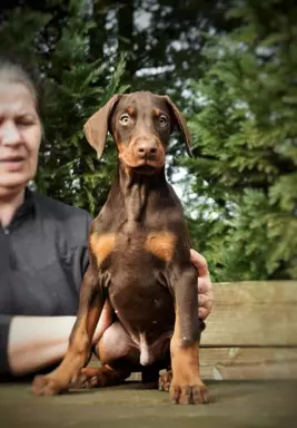 Doberman piękny piesek 2