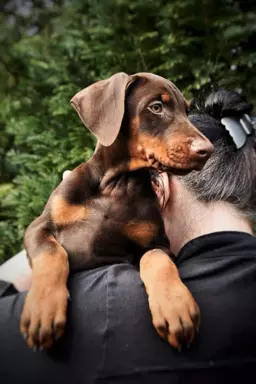 Doberman piękny piesek 3