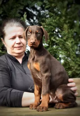 Doberman piękny piesek 4