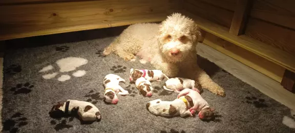 Lagotto romagnolo szczeniaczki 1