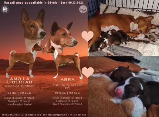 BASENJI - Szczeniaczek piesek FIGARO 3 miesiące 3