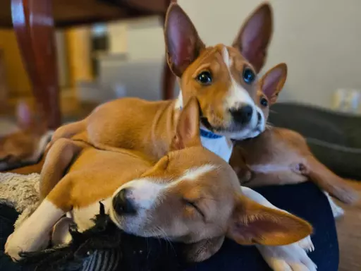BASENJI - Szczeniaczek piesek FIGARO 3 miesiące 2
