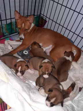BASENJI - Szczeniaczek piesek FIGARO 3 miesiące 9
