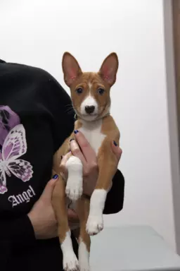 BASENJI - Szczeniaczek piesek FIGARO 3 miesiące 1