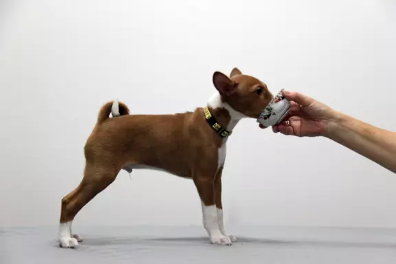 BASENJI - Szczeniaczek piesek FIGARO 3 miesiące 6