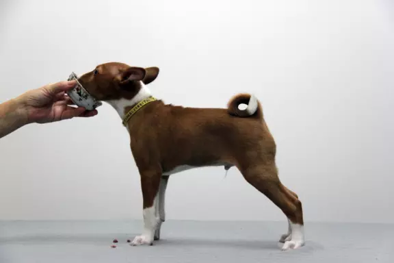BASENJI - Szczeniaczek piesek FIGARO 3 miesiące 7