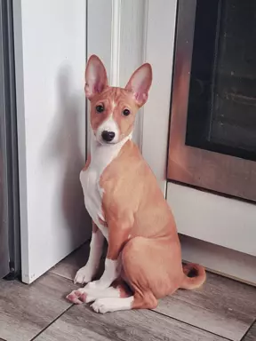 BASENJI - Szczeniaczek piesek FIGARO 3 miesiące 4