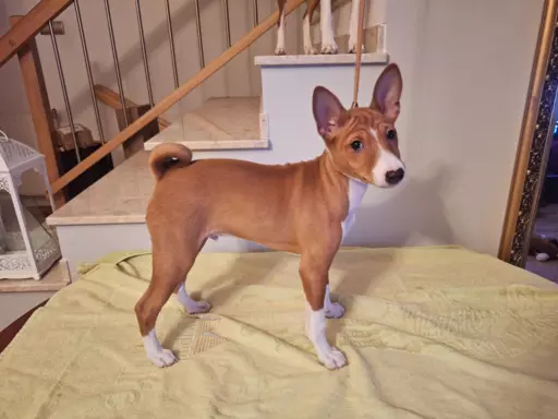 BASENJI - Szczeniaczek piesek FIGARO 3 miesiące 5