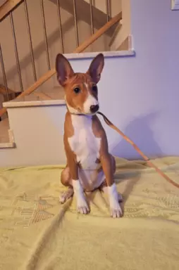 BASENJI - Szczeniaczek piesek FIGARO 3 miesiące 8