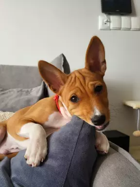 Basenji samiec BREGO ostatni 3