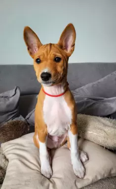 Basenji samiec BREGO ostatni 8