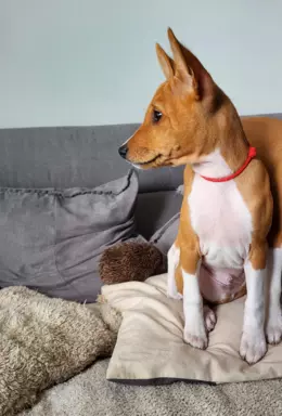 Basenji samiec BREGO ostatni 2