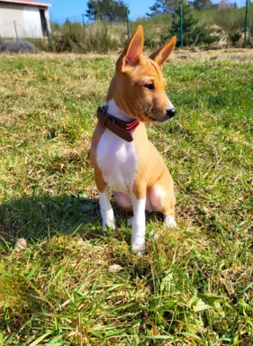 Basenji samiec BREGO ostatni 5