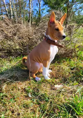 Basenji samiec BREGO ostatni 7