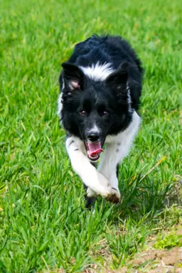 Suczka border collie 1