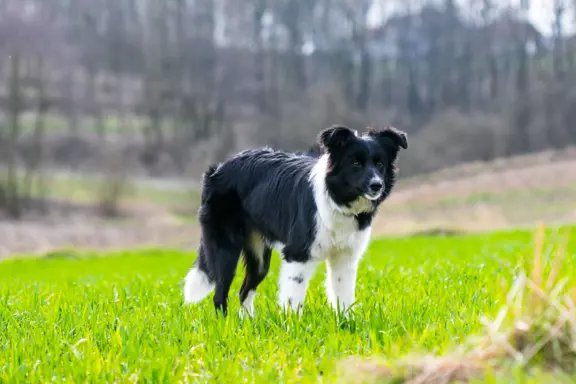 Suczka border collie 2