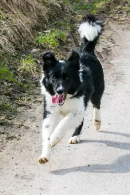 Suczka border collie 3