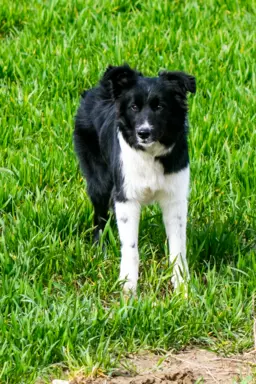 Suczka border collie 4