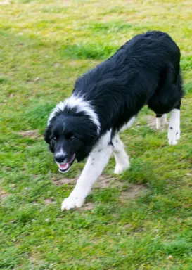 Suczka border collie 5