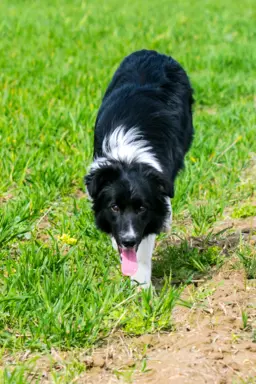Suczka border collie 6