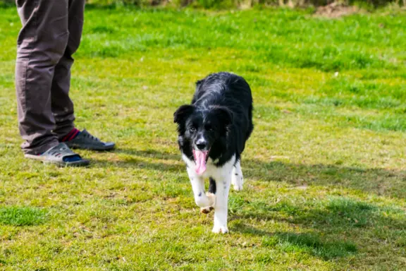 Suczka border collie 9