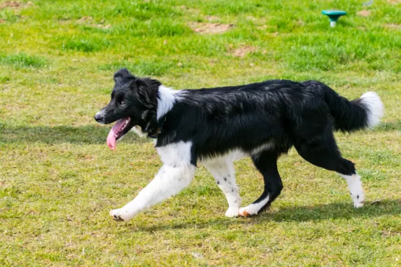 Suczka border collie 8