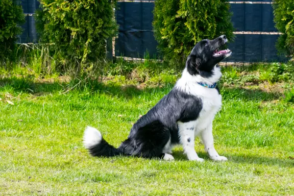 Suczka border collie 7
