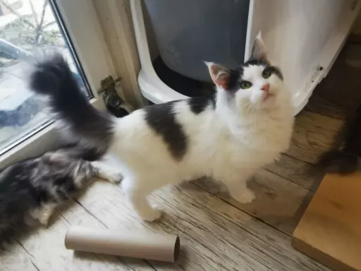Koteczki Maine Coon czarno białe z rodowodem FPL na kolanka 5