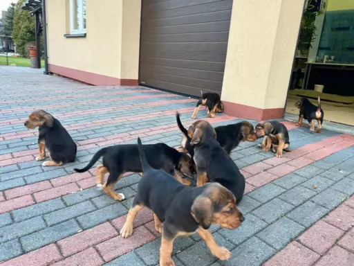 Szczenięta psów Ogar Polski 6