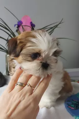Szczeniaczki shih tzu 1