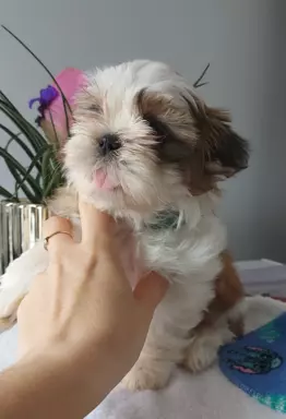 Szczeniaczki shih tzu 2