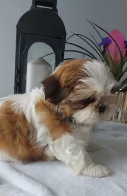 Szczeniaczki shih tzu 3