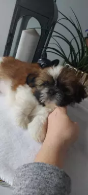 Szczeniaczki shih tzu 6